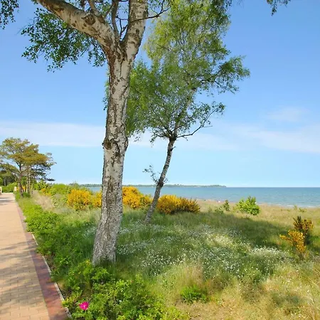 Rhododendronbluete In Lejlighed *